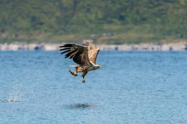 Arctic Wildlife Safari By Car And Boat To Sommarøy