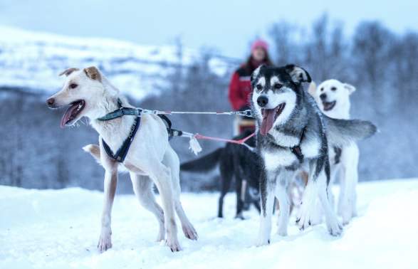 Dog Sledding With Northern Lights Ceremony Guided Tours Harstad Norway