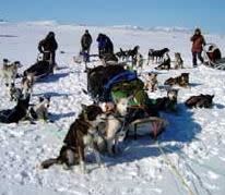 Dog sled expedition to the Arctic sea with Engholm Husky
