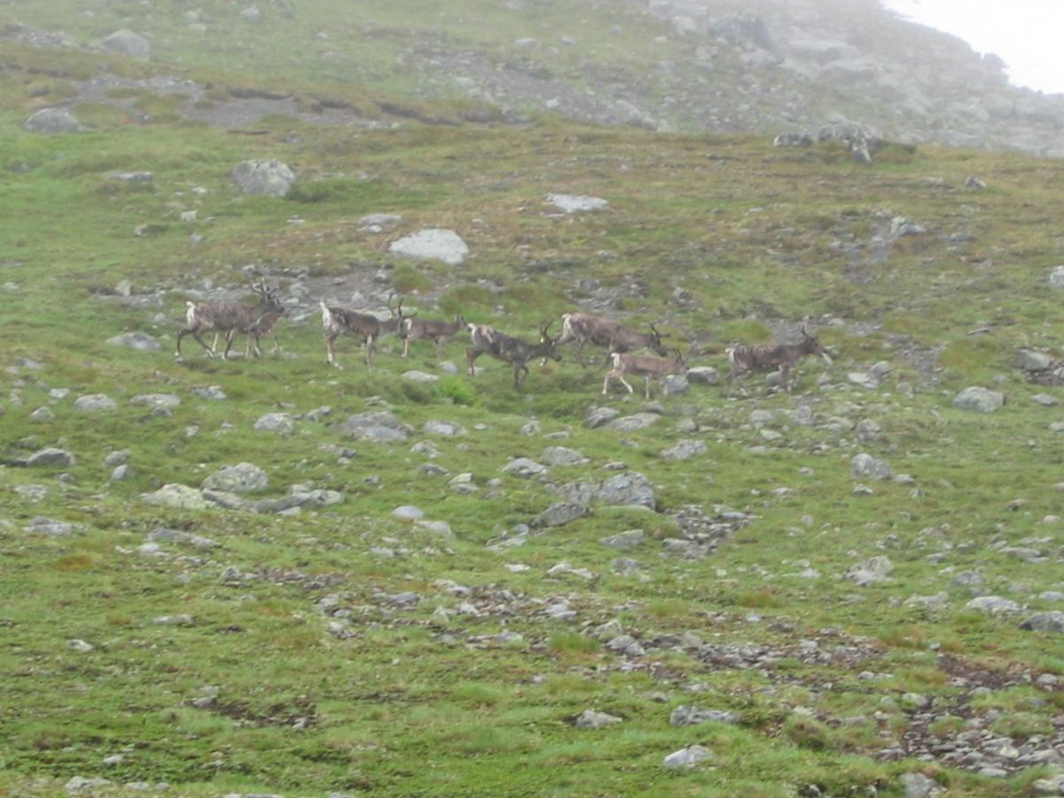 The sami reindeer migration