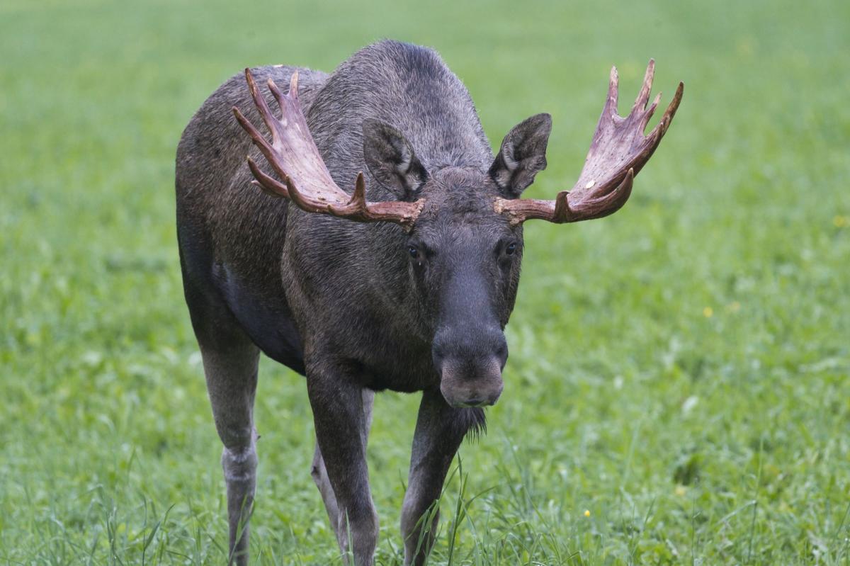 Moose Safari Personal Tour