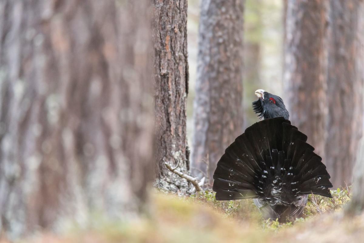 Capercaillie display from photo hide