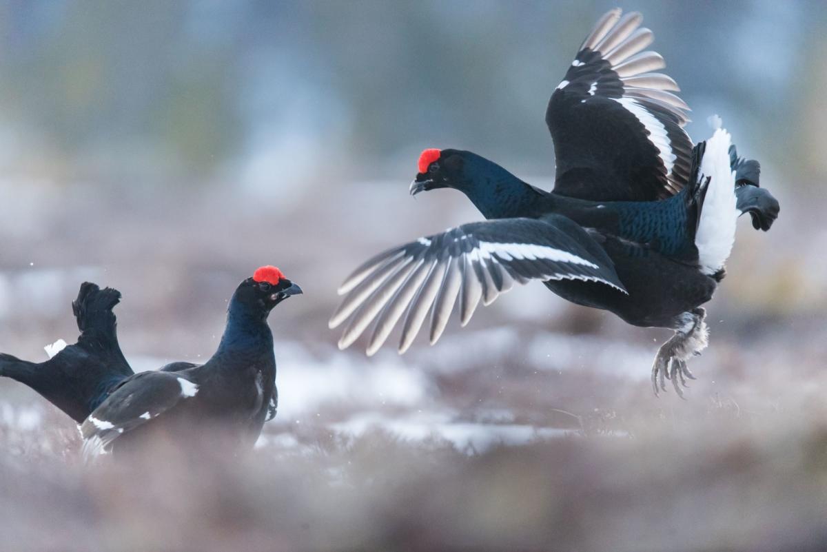 Black grouse display from photo hide