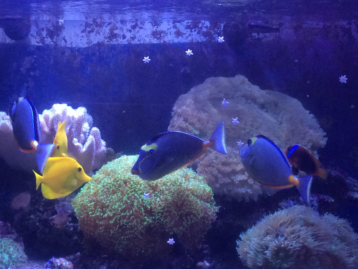 Watercolors Aquarium Gallery Shopping in Grand Rapids, MI