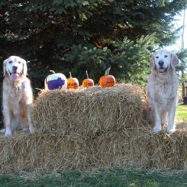 Shaggy Pines Dog Park Parks In Ada Mi