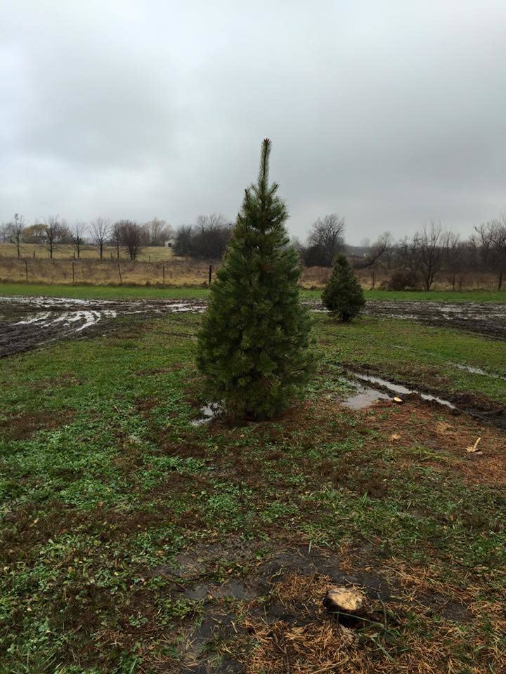 D & G Christmas Tree Farm | Louisburg, KS 66053
