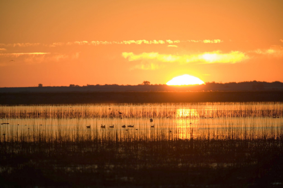 Cheyenne Bottoms Wildlife Area Great Bend, KS 67530