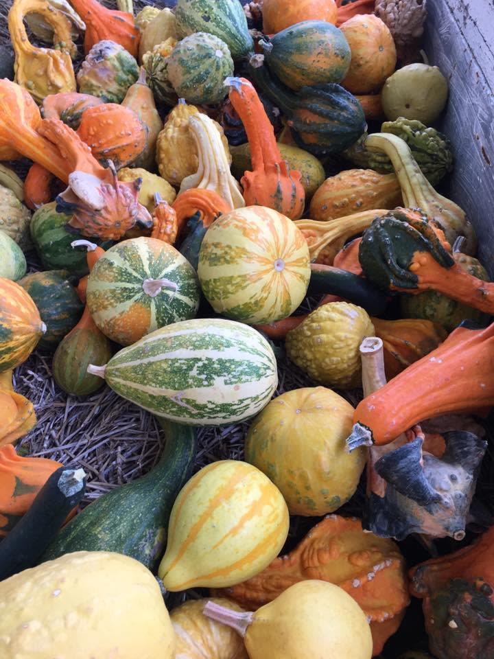 Pa's Pumpkin Patch Hays, KS 67601