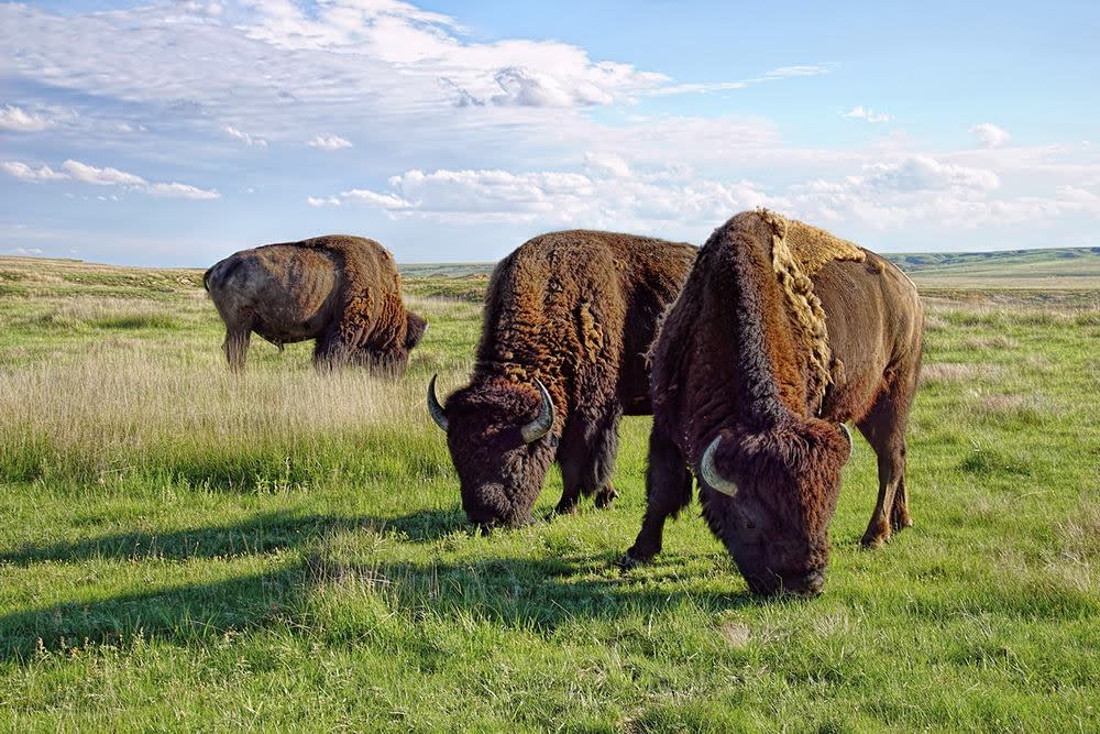 Duff's Buffalo Ranch Tours Scott City, KS 67871