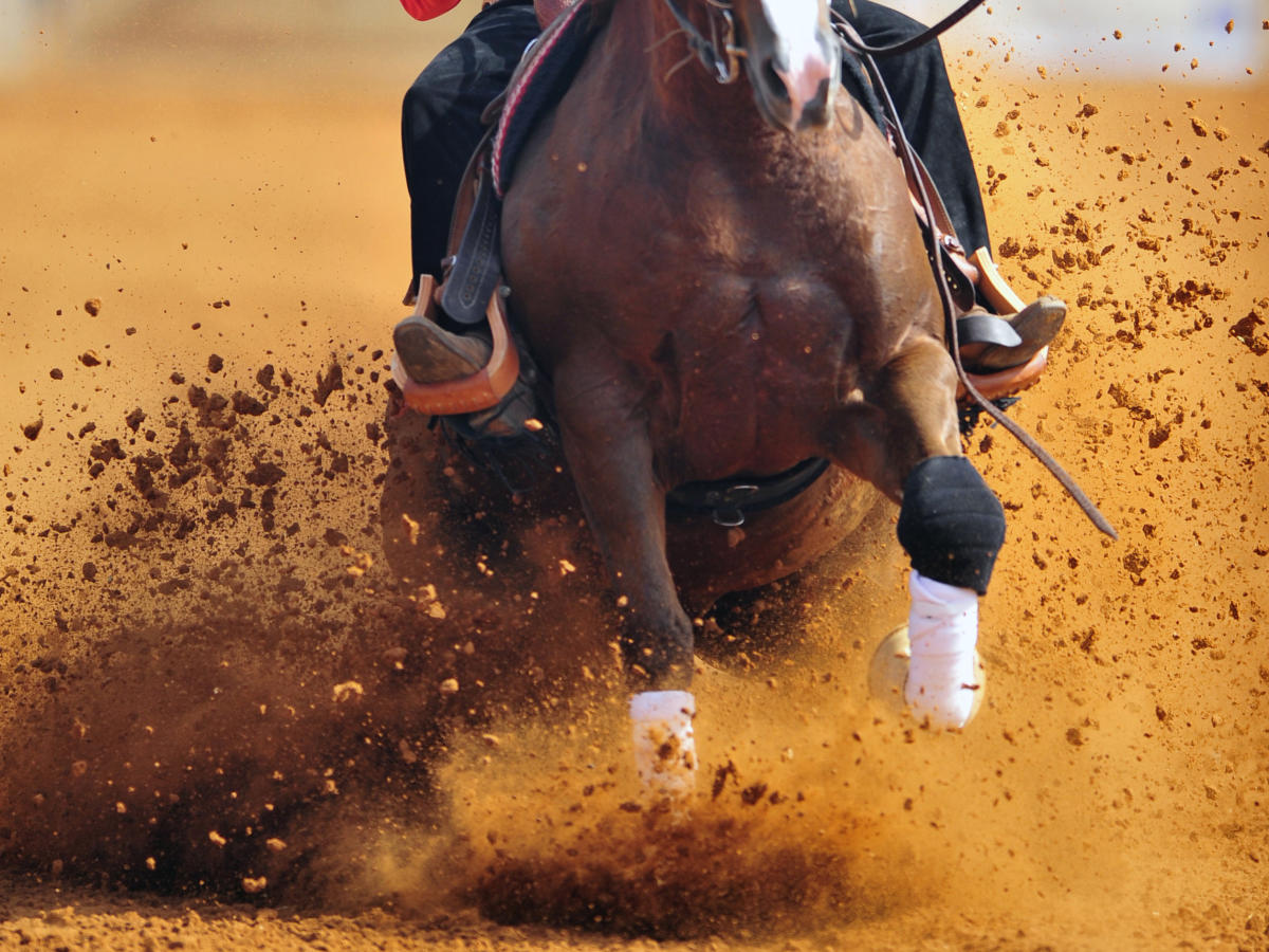 Morgan Medallion Classic Charity Horse Show