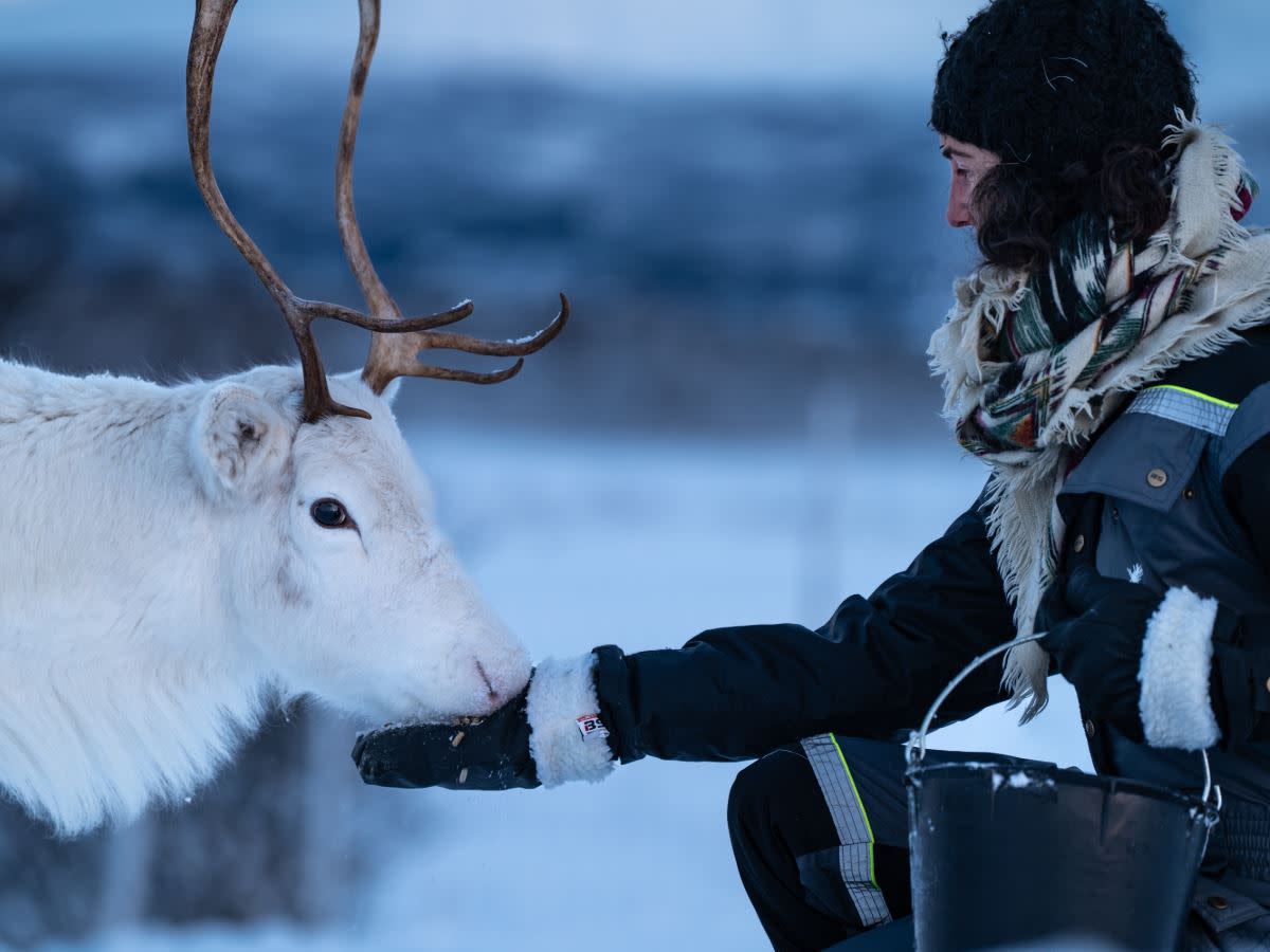 Reindeer Feeding and Sami Culture - 1pm departure | Sami Culture ...