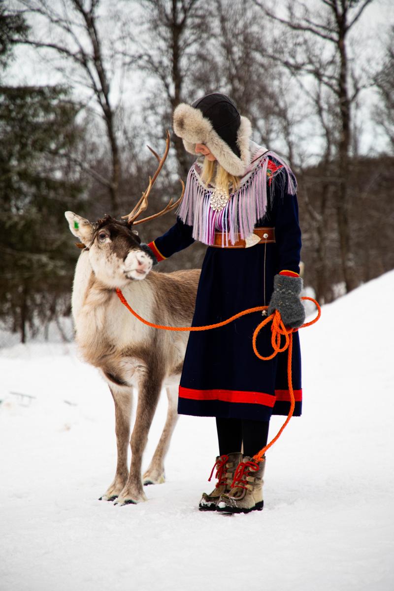 Reindeer, Culture and Arctic Traditions in Harstad | Sami Culture ...