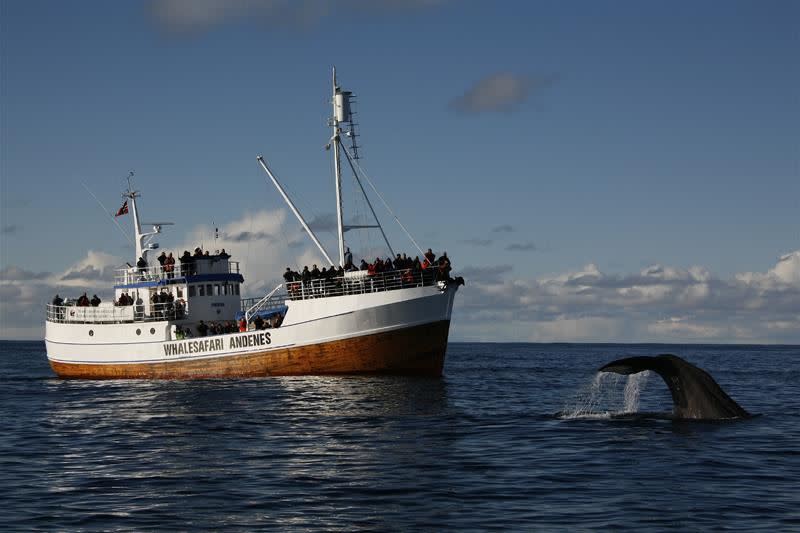 Whale safari in Andenes