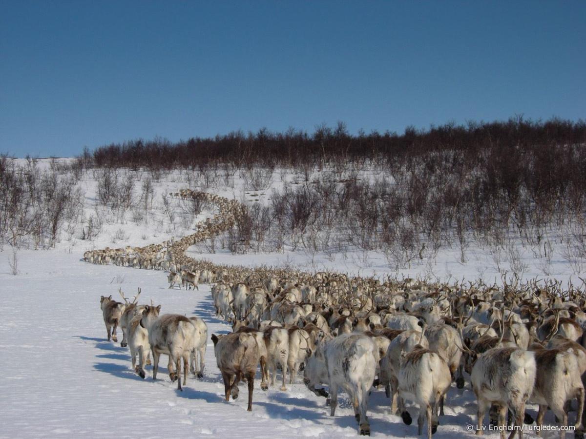 8 days - Sámi reindeer spring migration – Tour of a lifetime