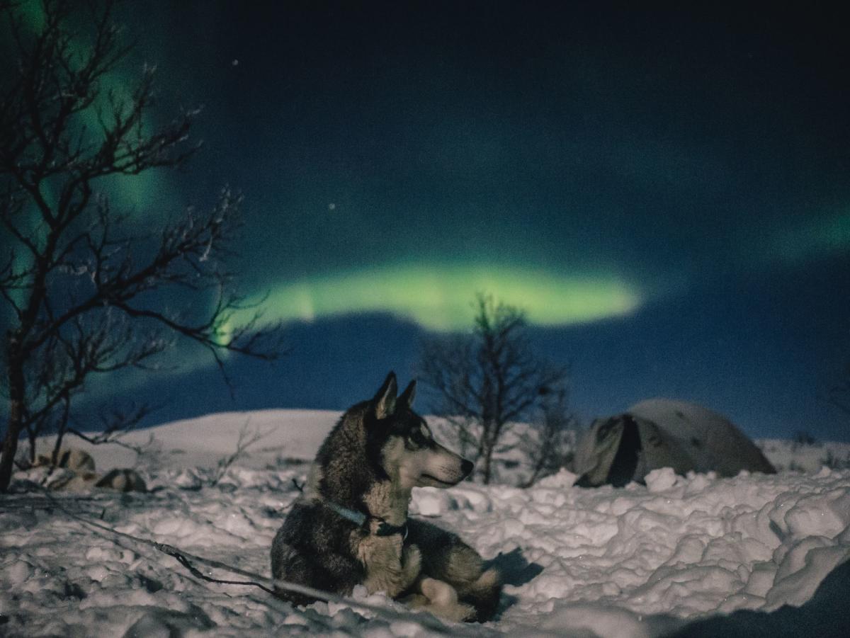 3 days dog-sledding on the Finnmarksvidda Mountain Plateau