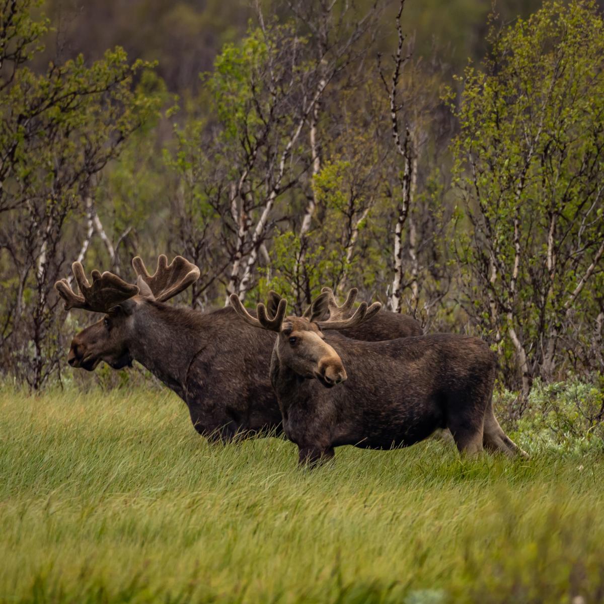 Moose safari with Dovre og Lesja Aktiv