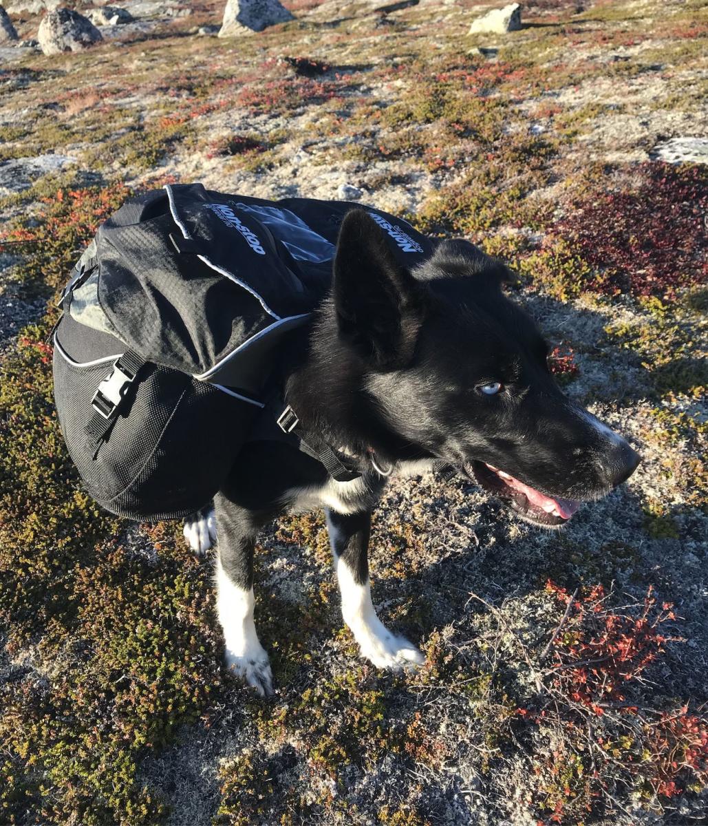 Trip with a pack dog