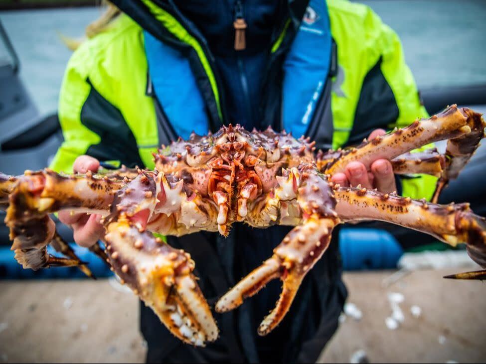 Meet live king crab and join us on the beach