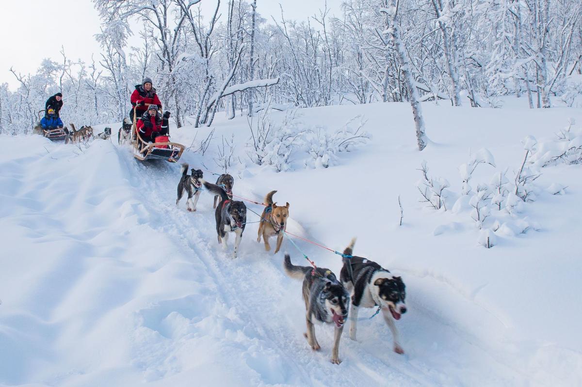 Dog sledding in arctic wilderness, Tana Husky, Varanger (copy)