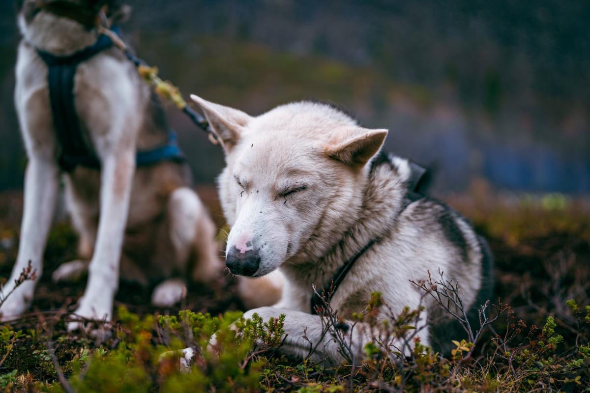 Autumn dogsledding with carts - Lyngen Outdoor Experiences