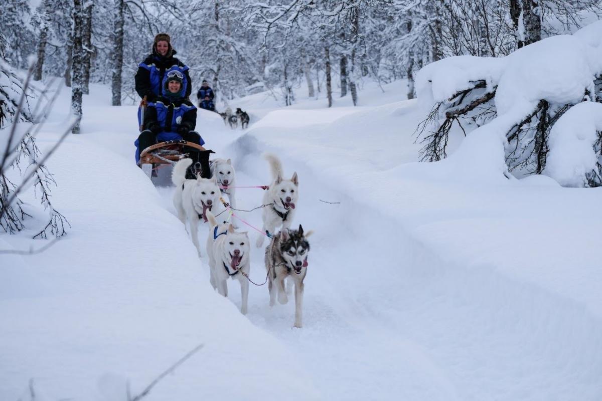 Husky Safari med Harkinn Husky - Ettermiddag | Riding & Sledging ...