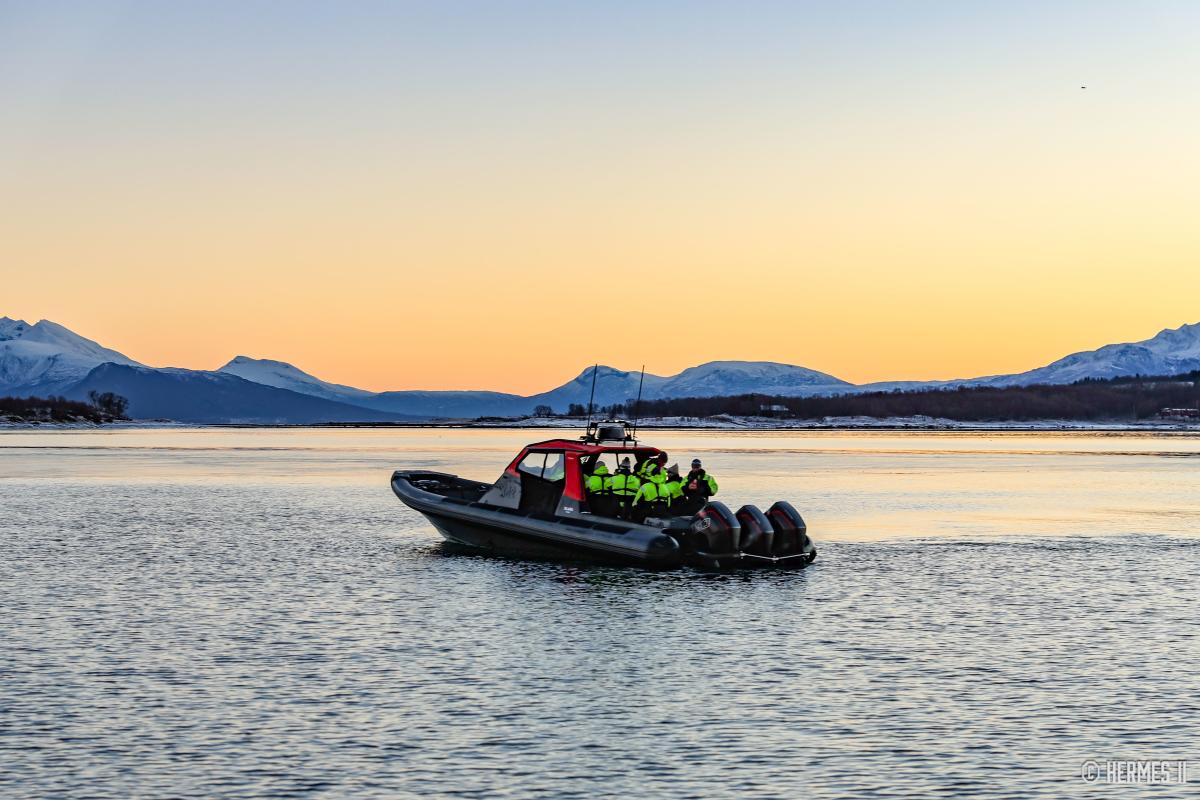 Private whale safari by rib wildlife safaris troms norway