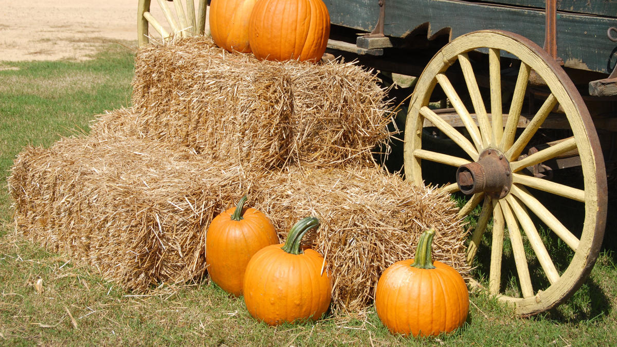 Moapa Valley Corn Maze Logandale, NV