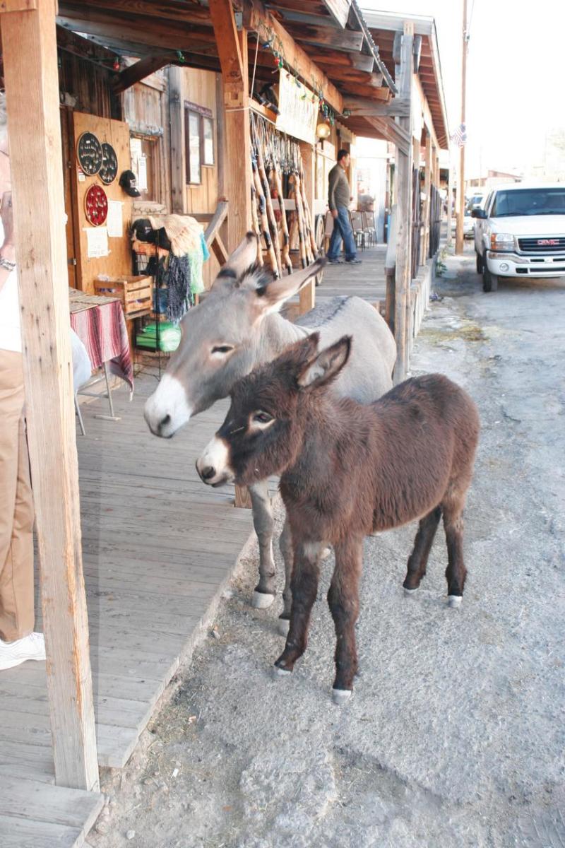 Oatman And Route 66 Oatman Az 86433