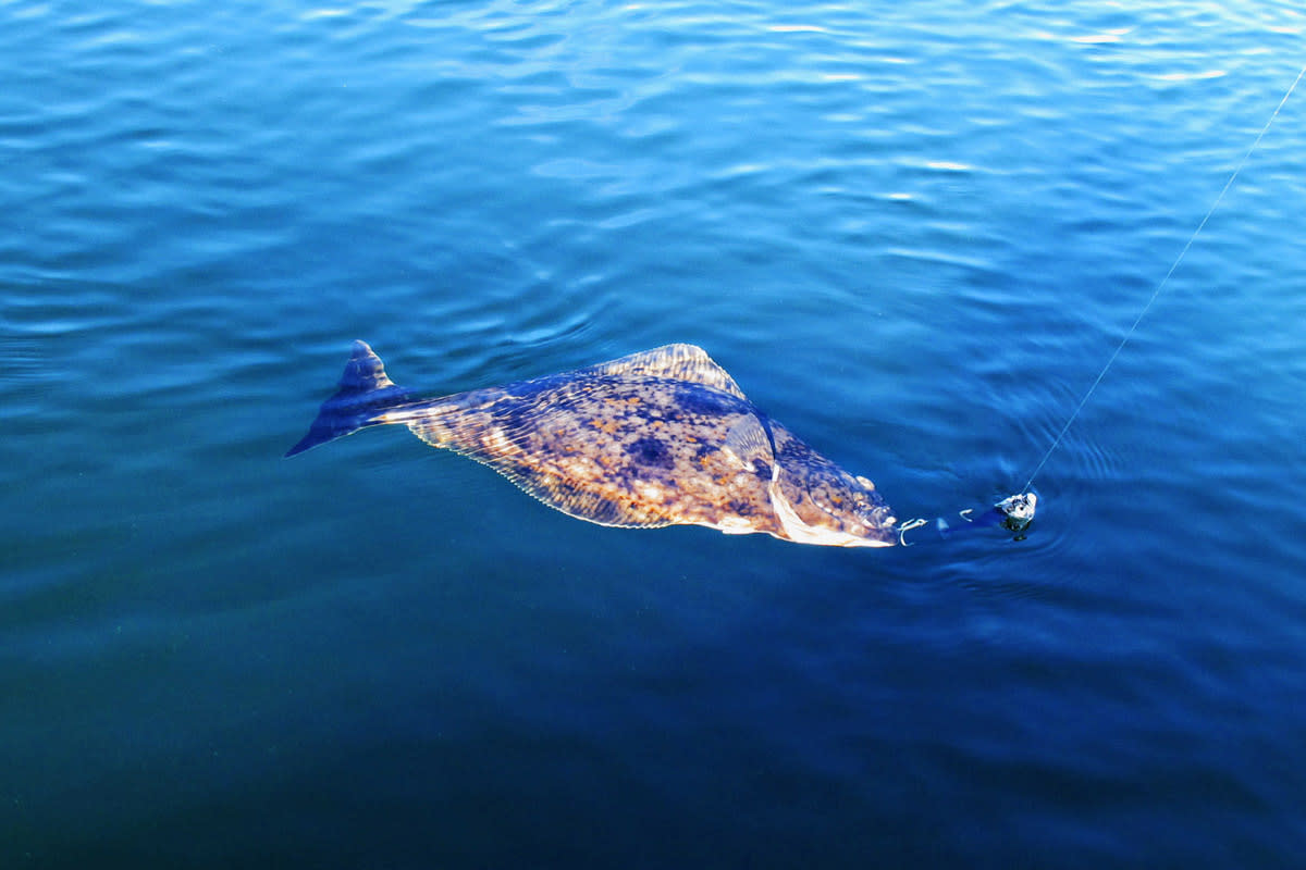 Get Wallpaper Guided Fishing Trips Fishing For Halibut Action Adventure Free