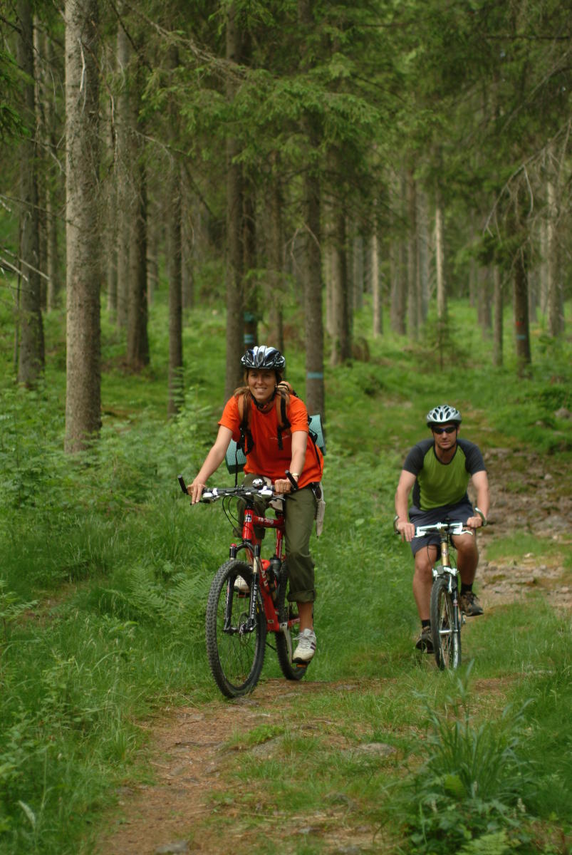 new forest cycle rides