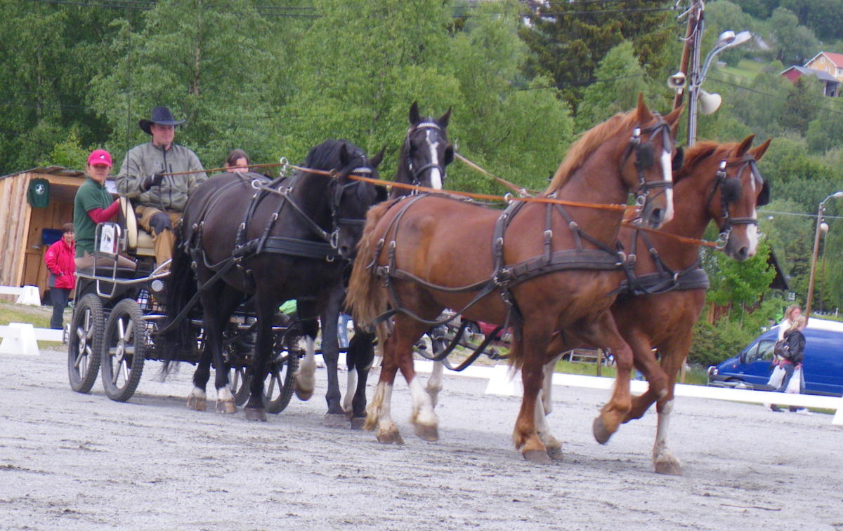 Gjeldokk Equestrian centre Ål in Hallingdal