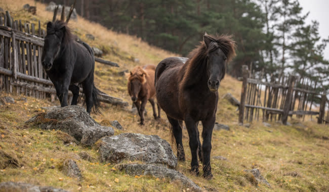 Fjelleventyret | Horse Riding in the Mountains