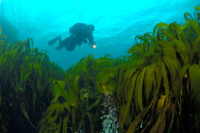 Flekkefjord Diving Club