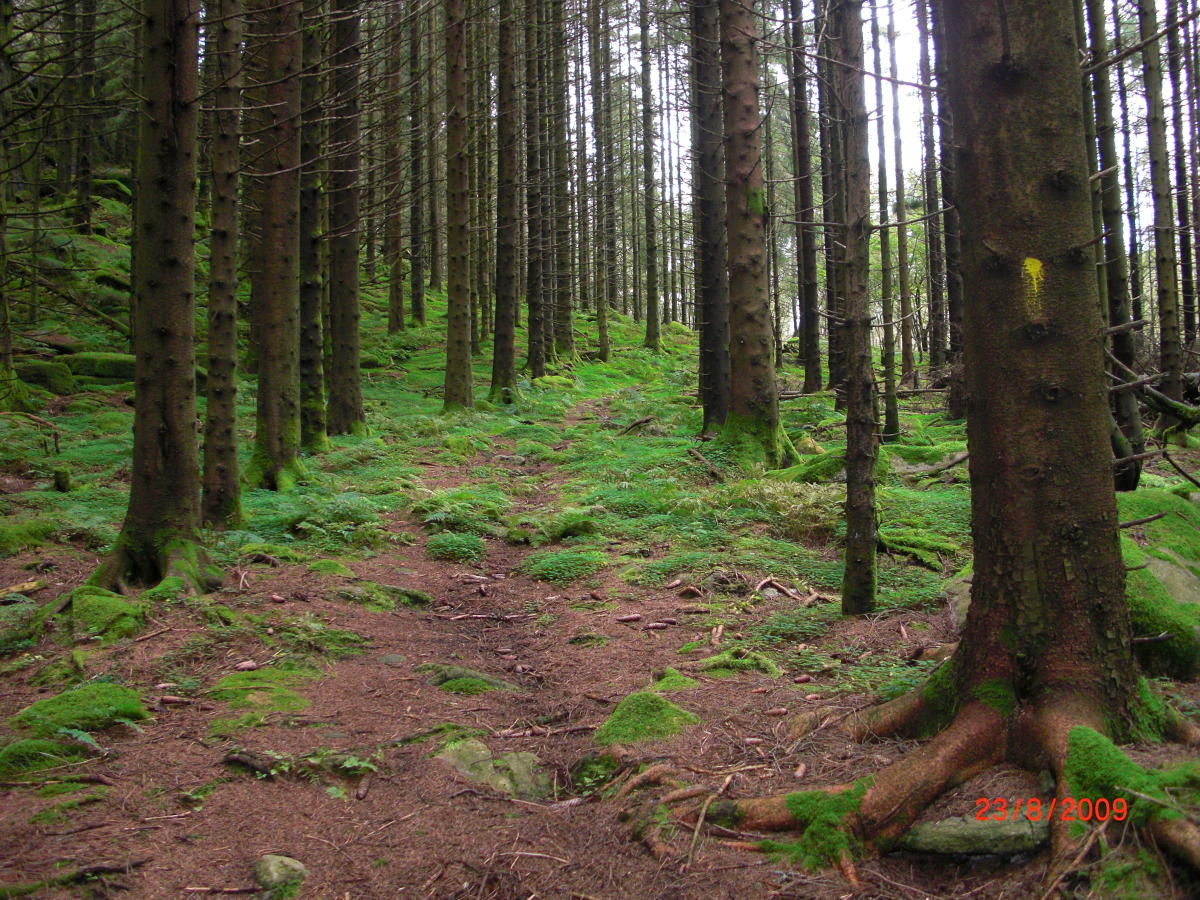 Kongeveien Hiking Tour in Lyngdal