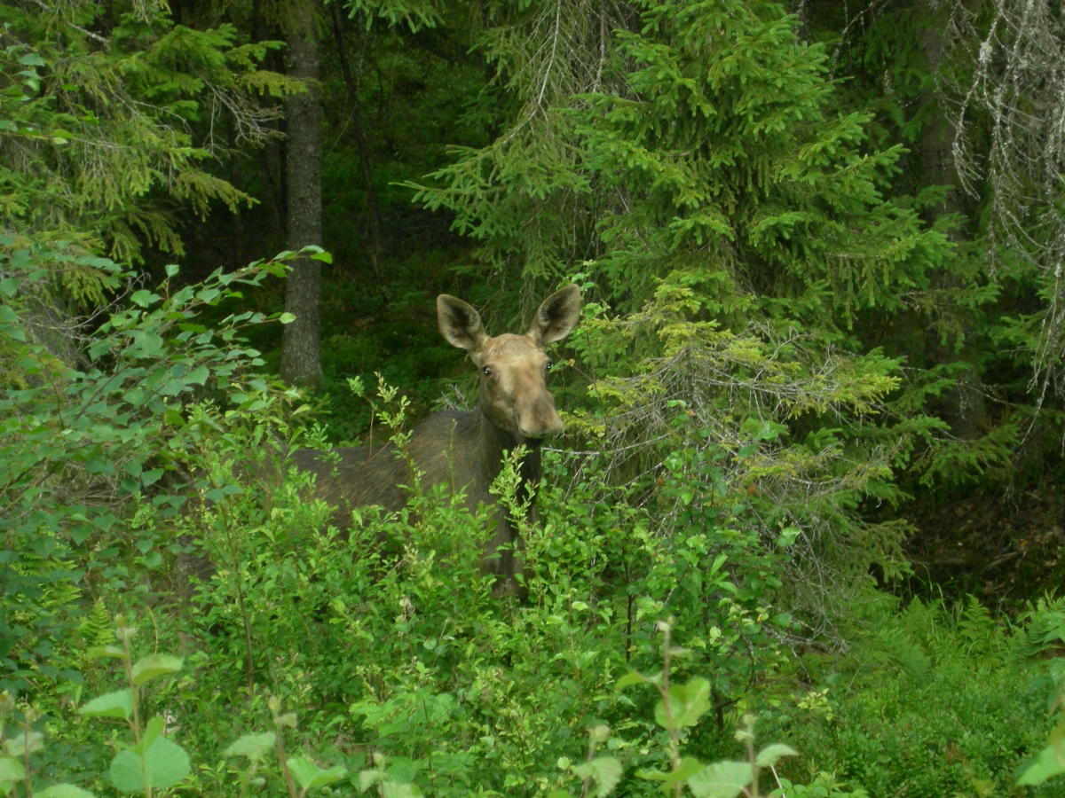 Moose safari in Finnskogen - the Finnforest