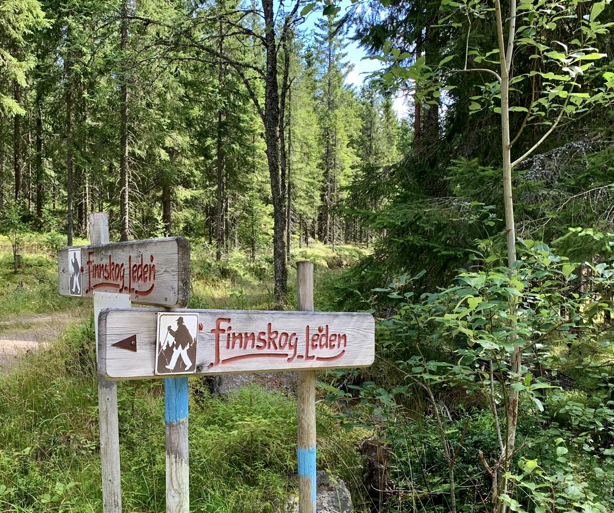 Experience Northern Finnskogen forest