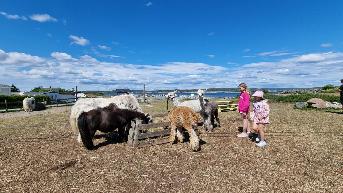 Gundersen visitors farm Jomfruland