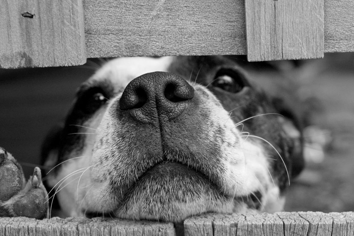 Agder Dyrlegekontor Veterinary Services Grimstad Norway