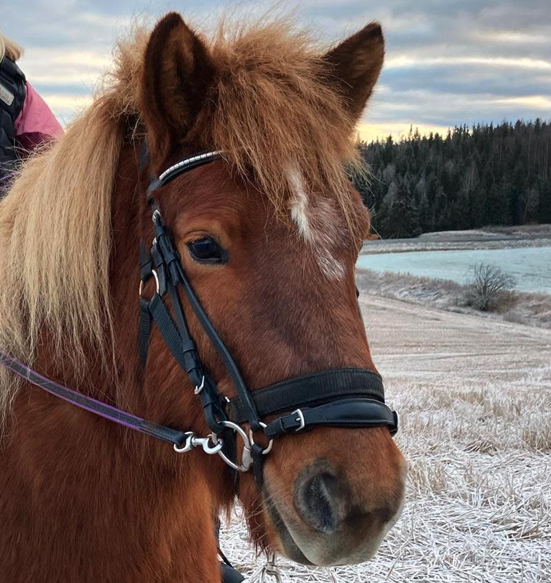 Gårdsbesøk på Rånås Gård | Farm Activities | Auli | Norway