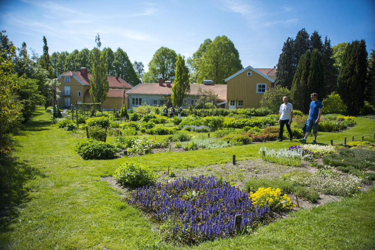 Ibsen's herb garden