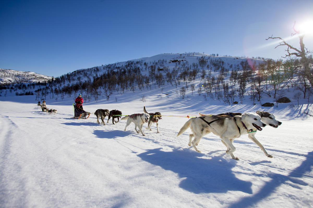 Dog sledding near Hovden