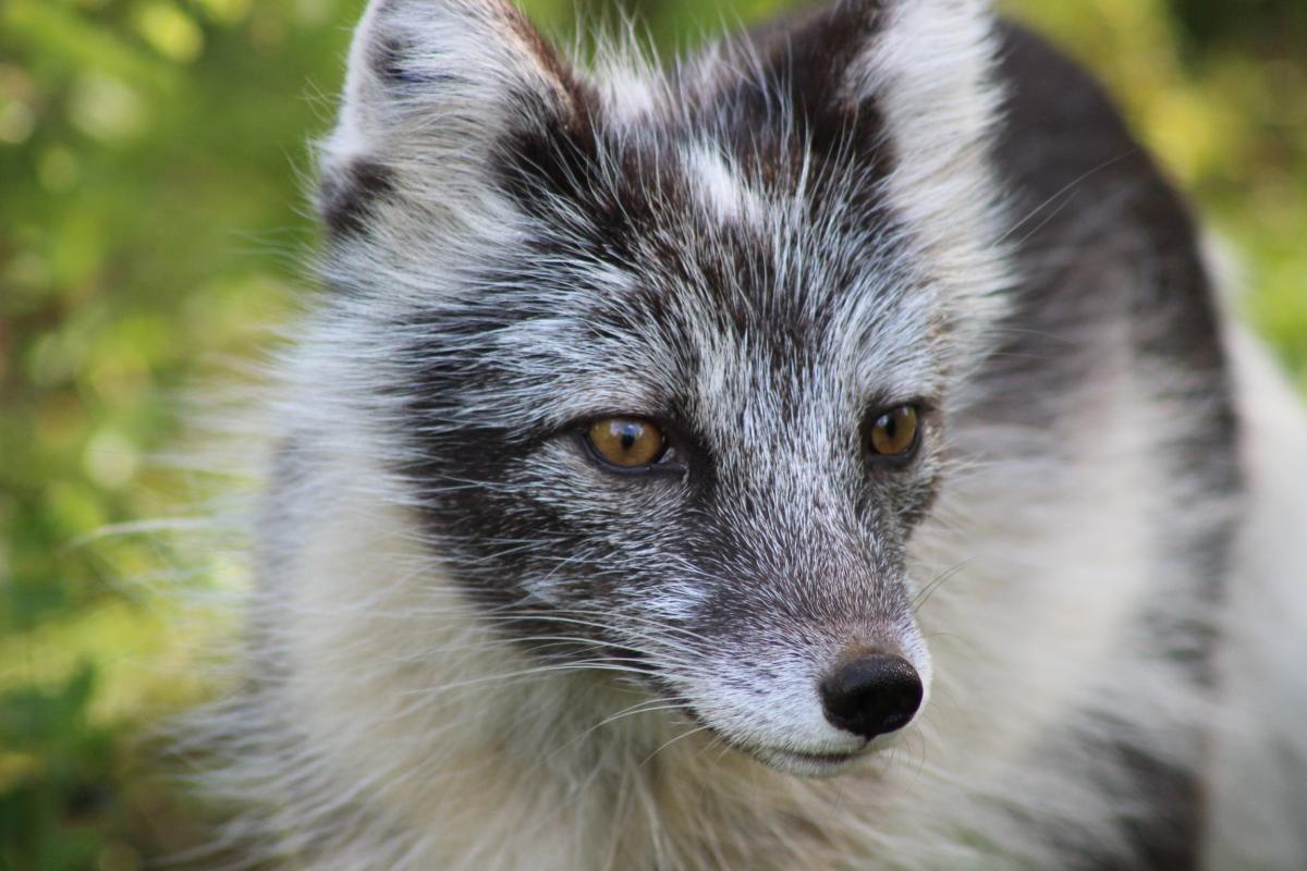 Arctic Fox Center - Visit Børgefjell