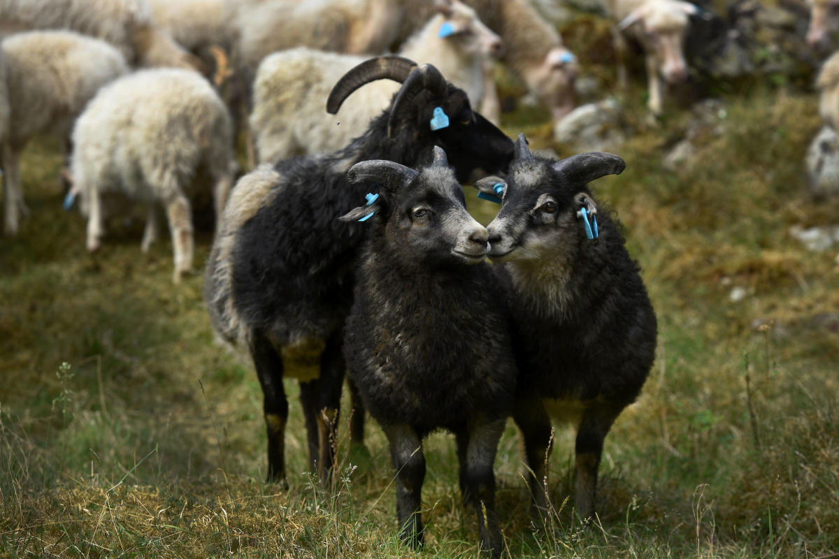 Herding sheep to summer farm