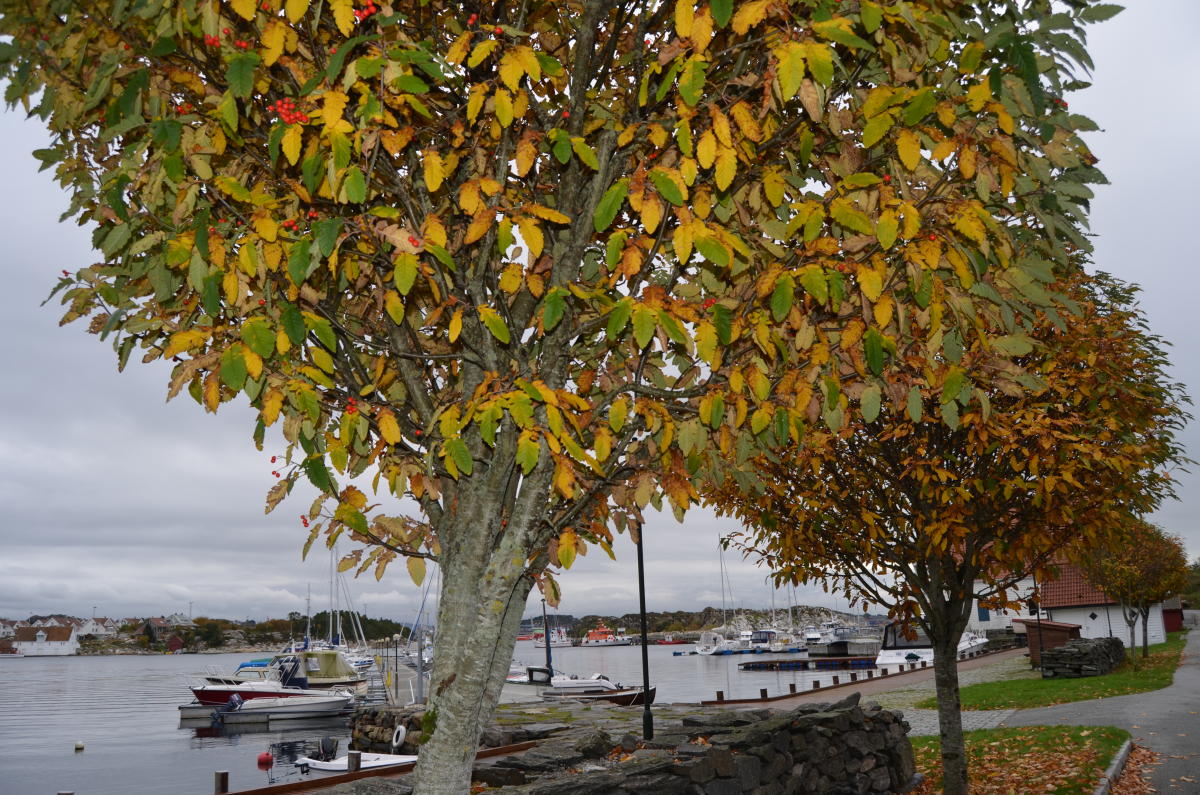 Tananger Tananger harbour | Guest Marinas | Tananger | Norway