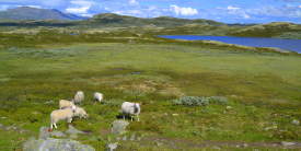 Bergsjølam