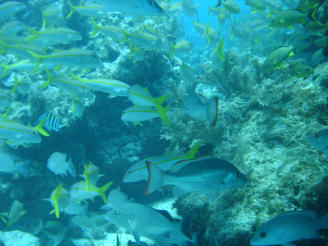 Daytona Beach Scuba And Snorkeling Adventures Atlantic Scuba Guide Services Map 724 Ridgewood Avenue Daytona Beach Fl 32117