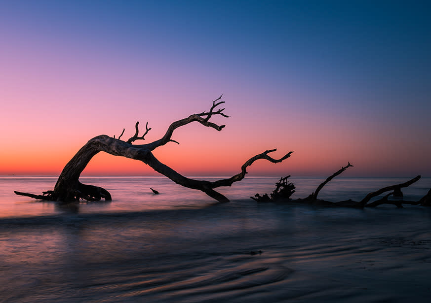 Driftwood Beach Jekyll Island Ga 31527 Driftwood Beach