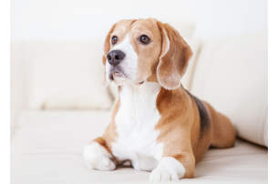 Pocono Mountains Pet Friendly Hotels Visit Website