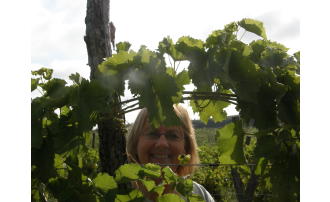 Wineries Vineyards In Kansas Tours Tasting Rooms