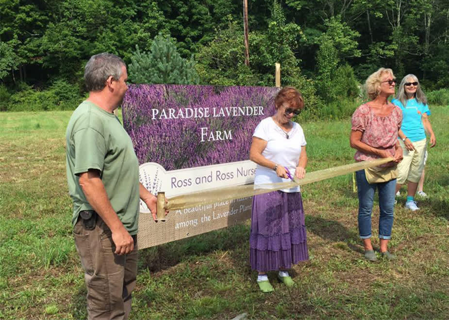 Paradise Lavender Farm And Ross Nursery Cresco Pa 18326 Ross Lavender 2